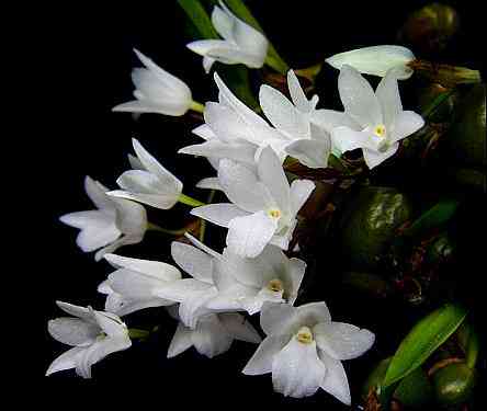 Dickasonia vernicosa